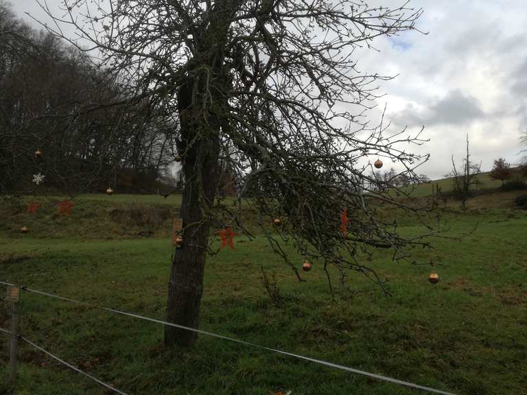 SchöneSprücheWeg Mörlenbach, Bergstraße Wanderweg Komoot