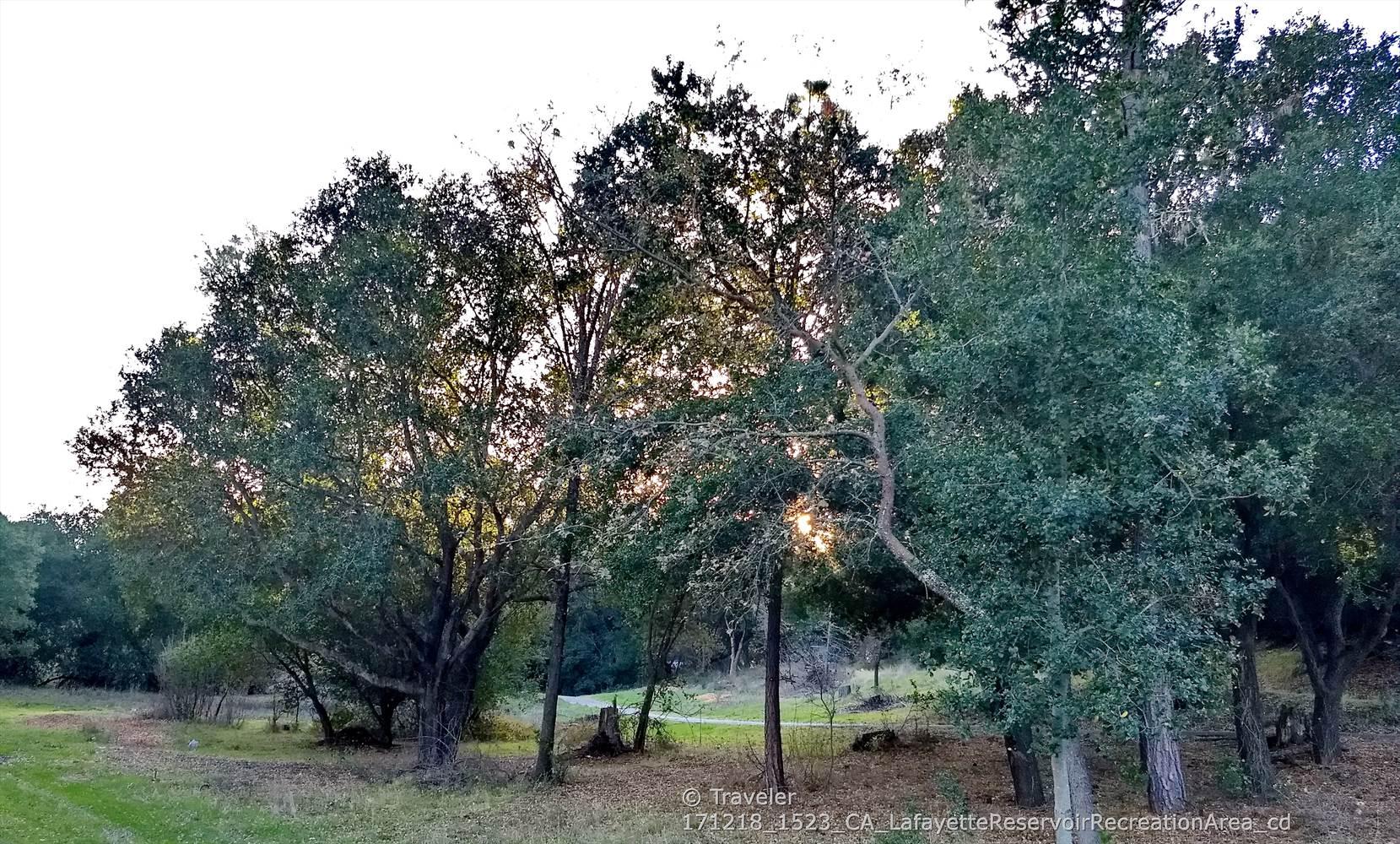 Sunlight filters through dense green trees in a wooded area.
