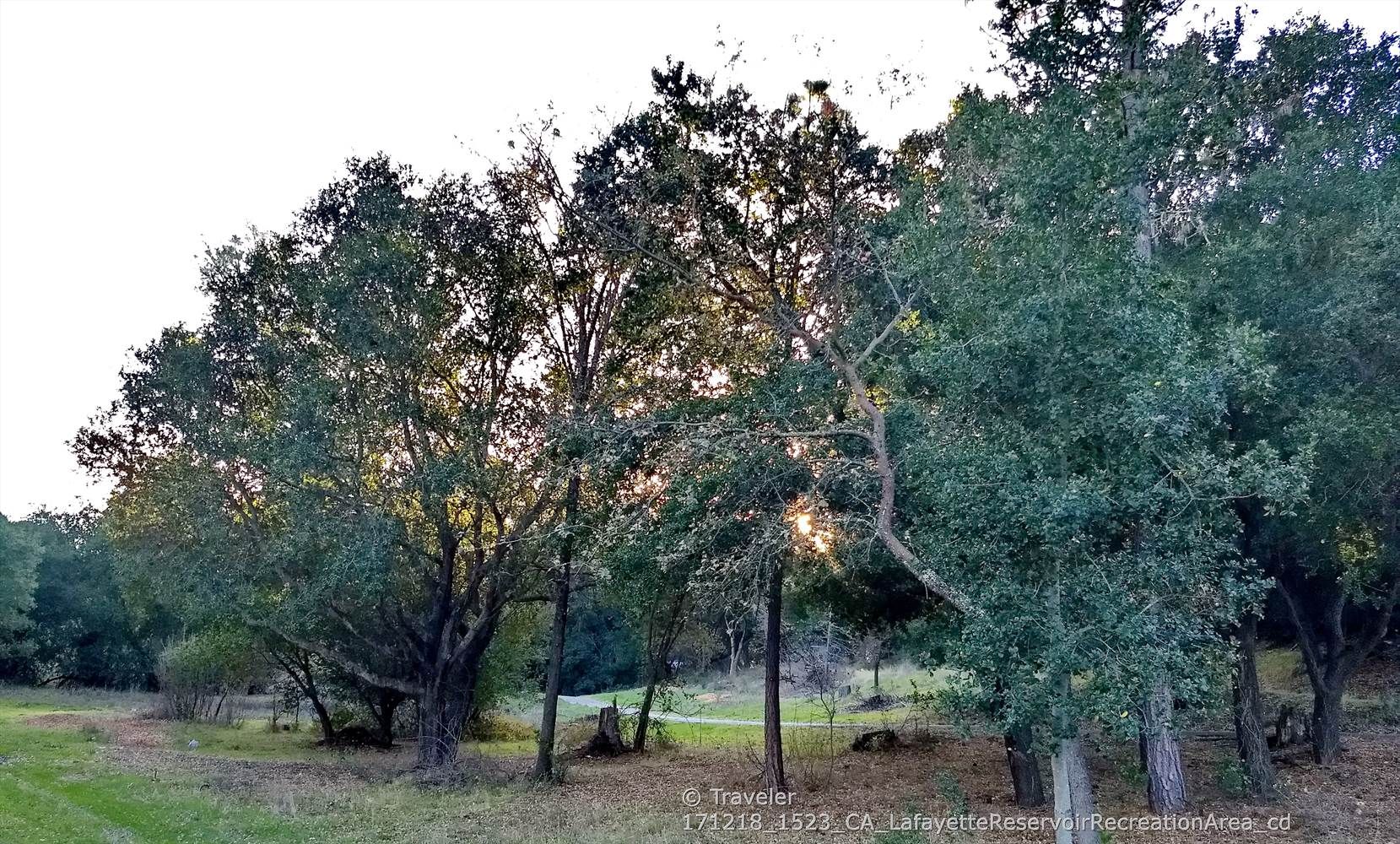Sunlight filters through dense green trees in a wooded area. - Lafayette Reservoir Rim and Lakeside Trail Loop