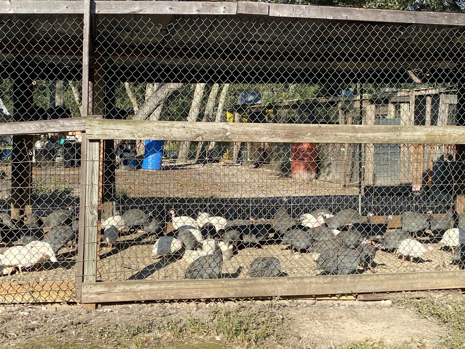 Many guinea fowl inside a large wooden and wire outdoor enclosure.