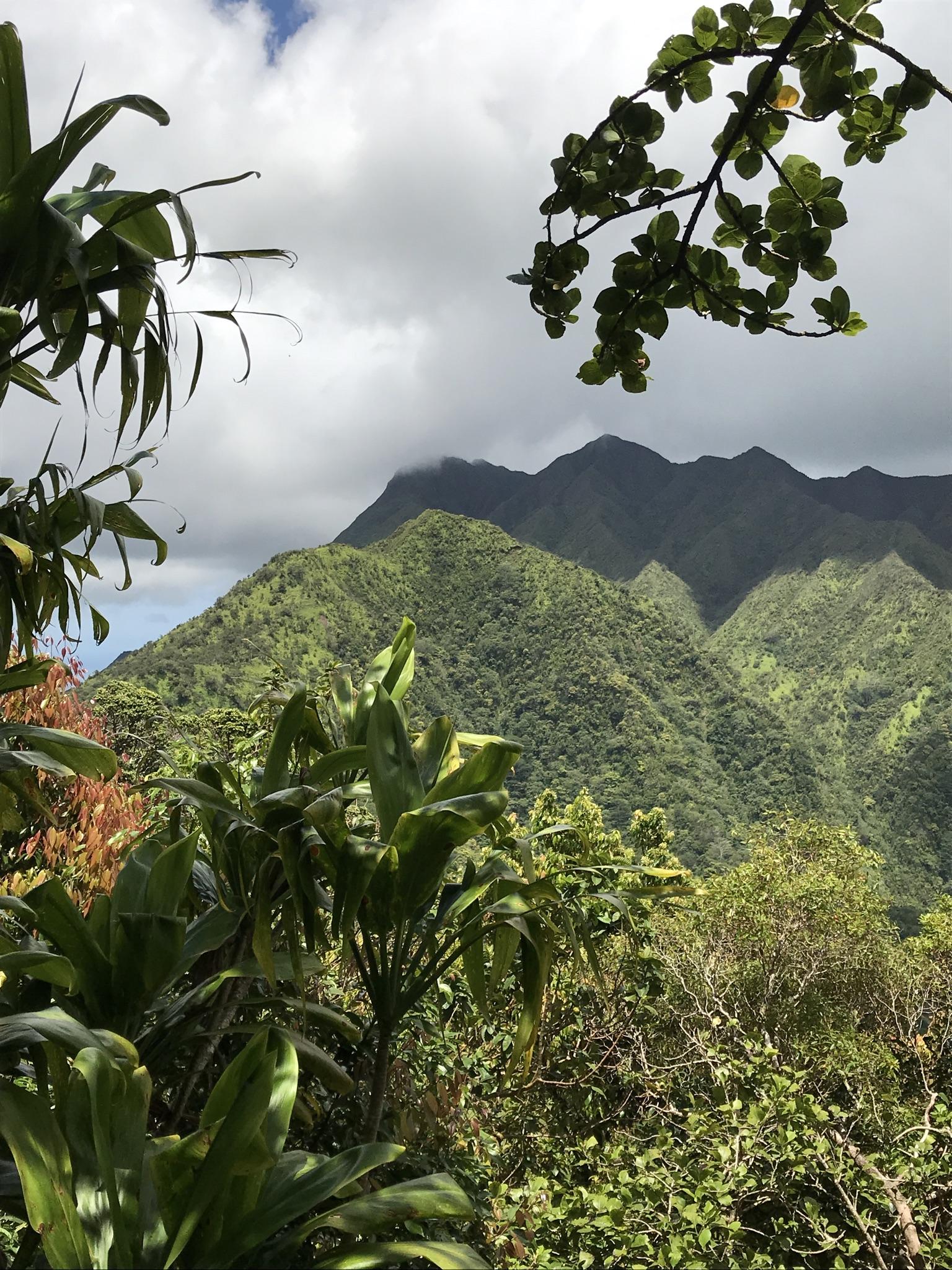 Dense green mountains under cloudy sky, framed by tropical foliage.