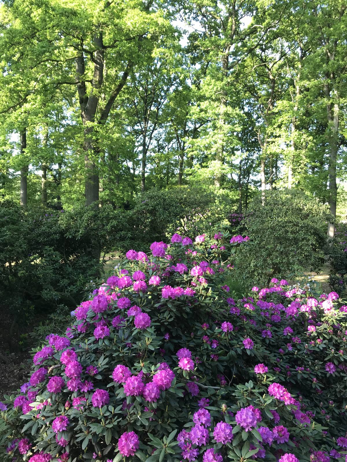 rhododendron cvece Roseum Elegans Rhododendron