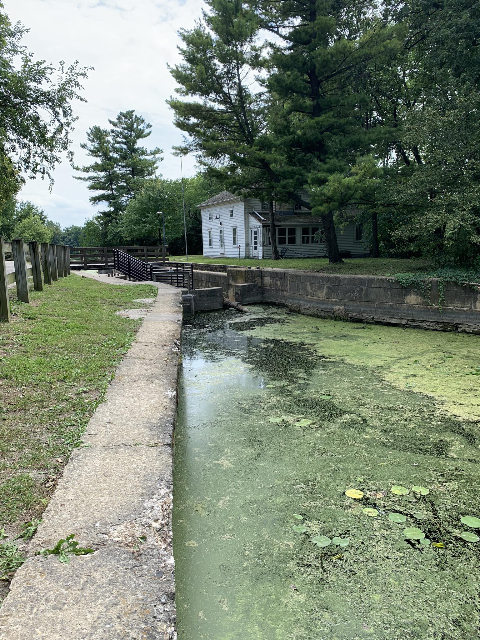 Overgrown canal with green algae, a white house, and tall trees.