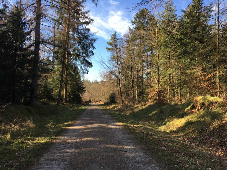 Handewitter Forst – Weg im Handewitter Forst Runde von Handewitt ...