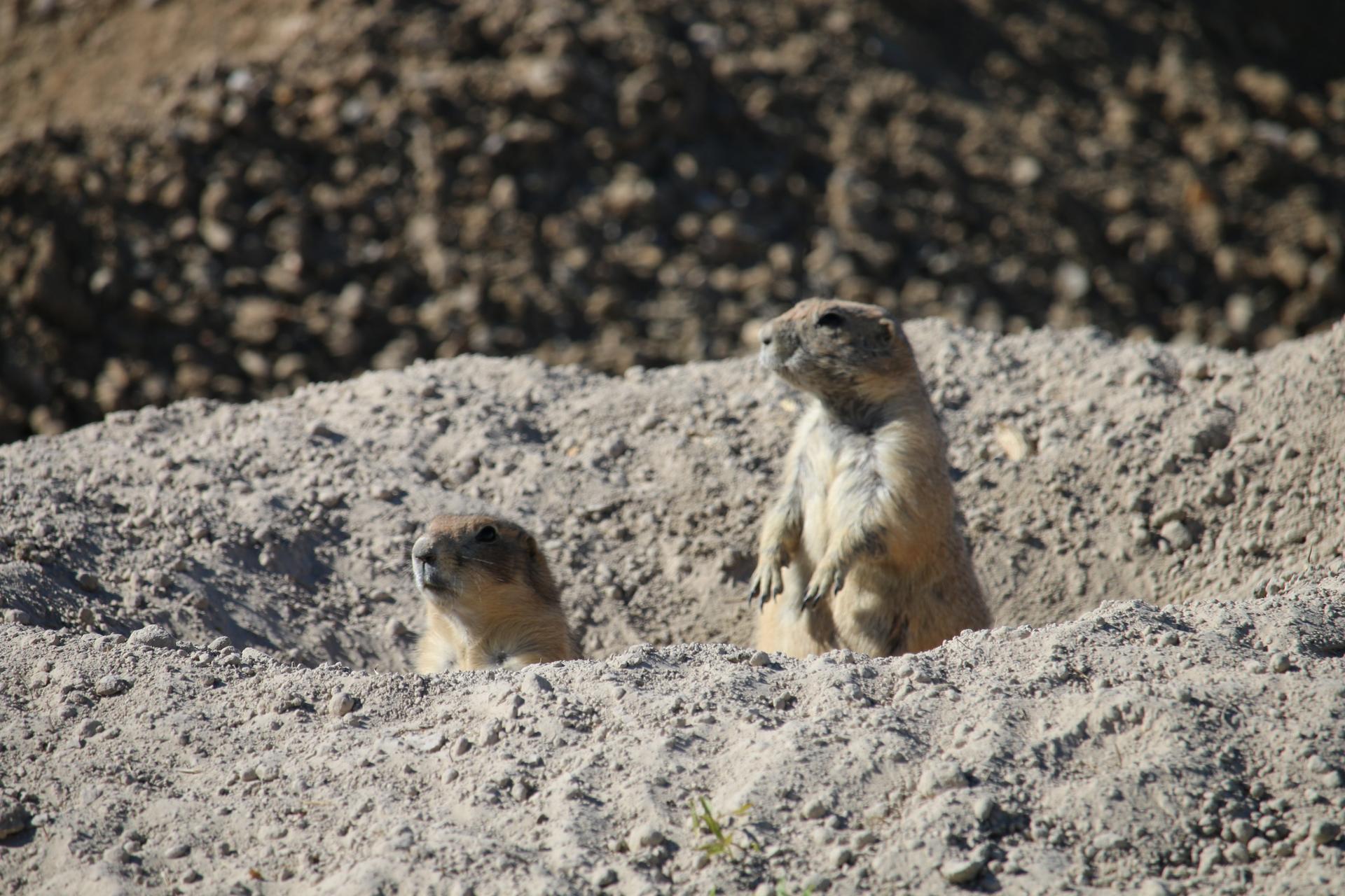 Two prairie dogs emerging from burrows in sandy ground, sunlit.