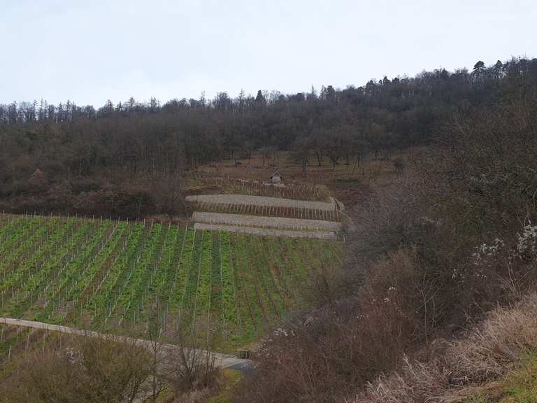Geschichtsweinberg Iphofen Routes For Walking And Hiking Komoot