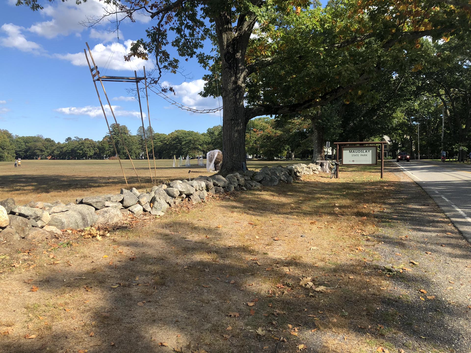 Sunny field with a stone wall, large tree, and a road nearby.
