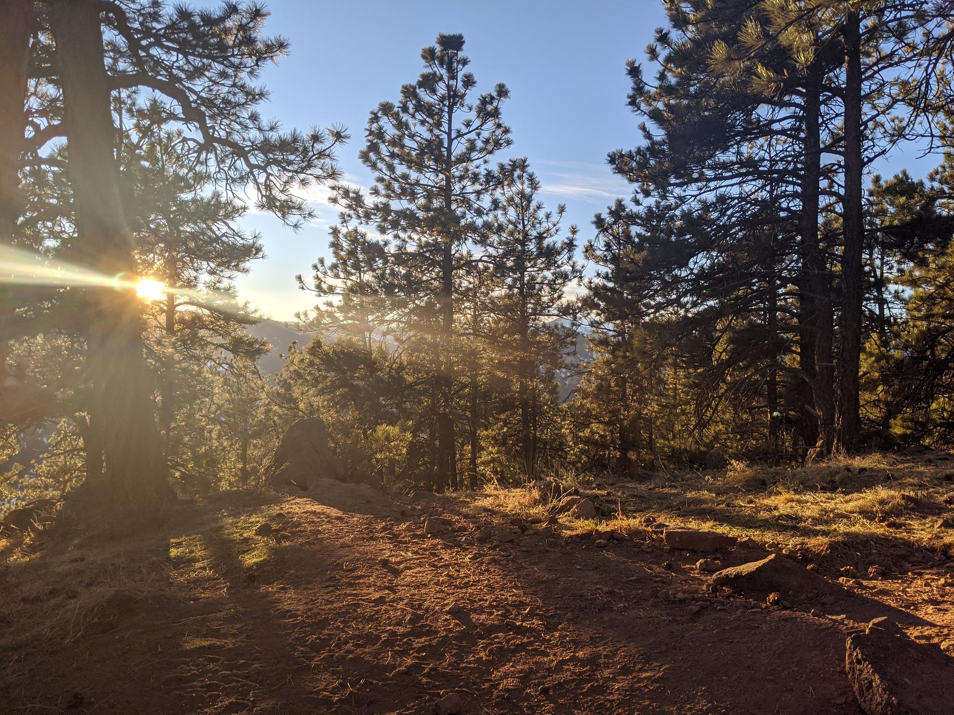 Sunburst through pine trees on a dirt path, casting warm light.