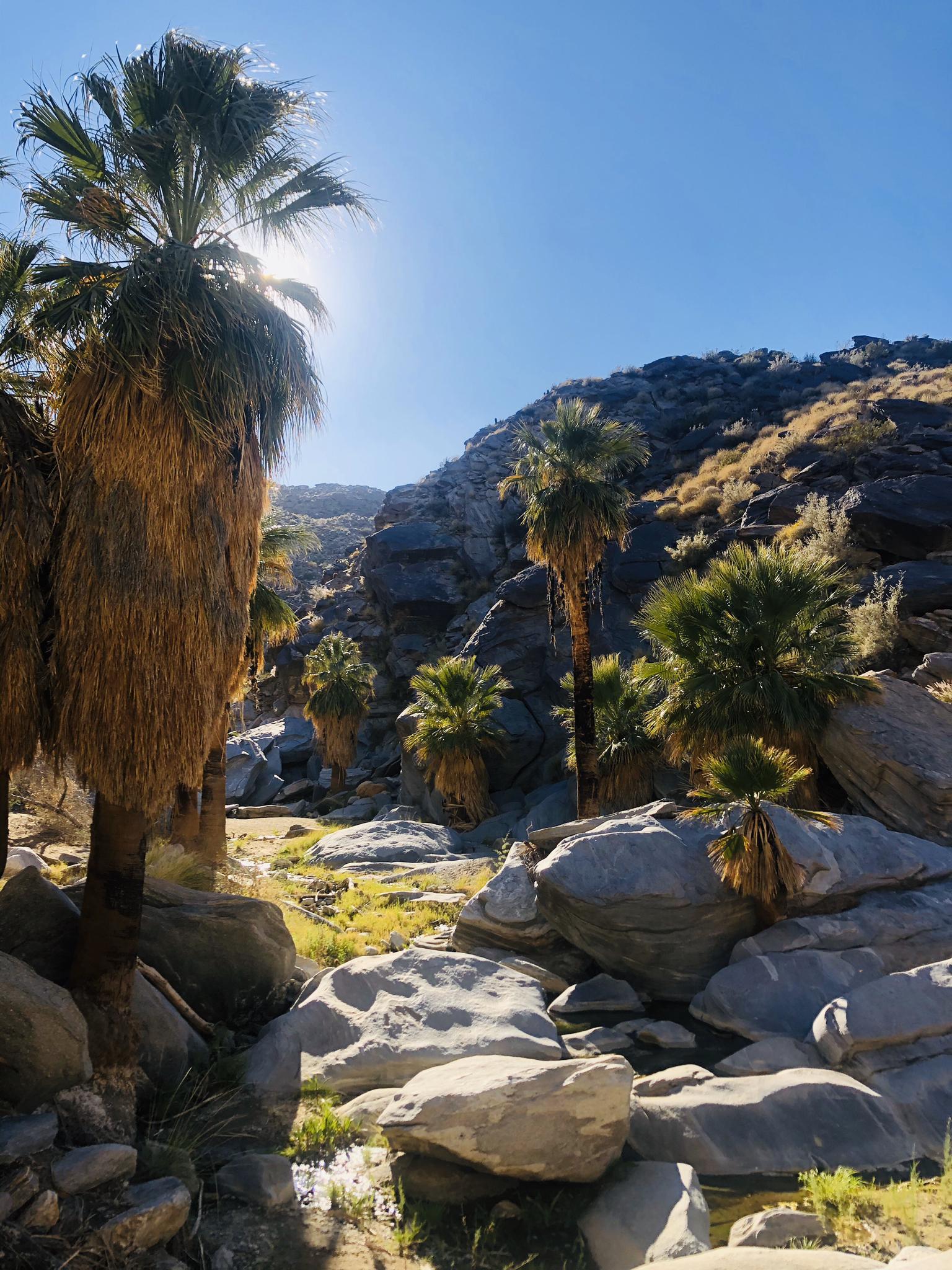 Sunlit palm trees and large rocks in a desert canyon with a stream.