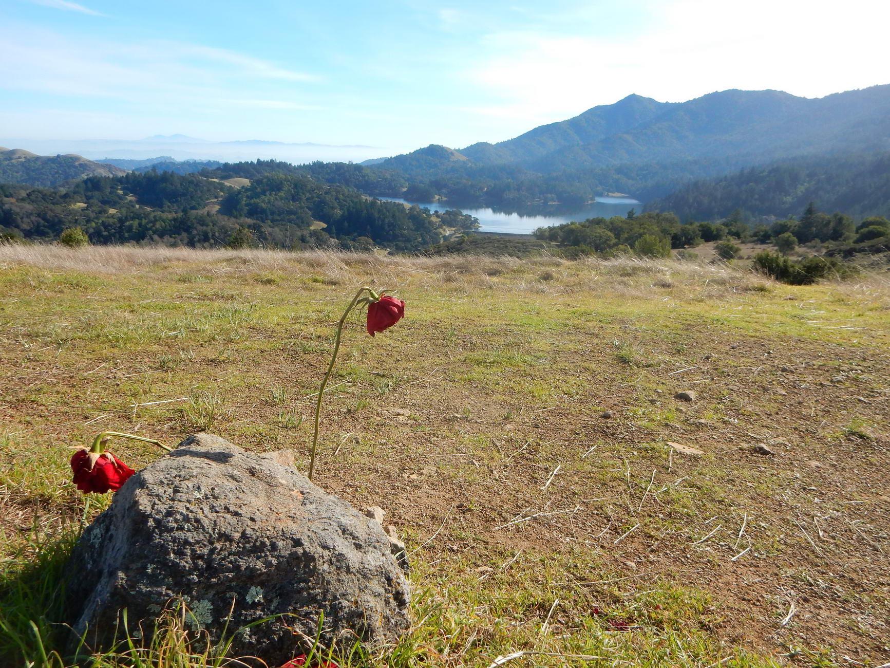 Red flowers near a rock in a grassy field overlooking a distant lake.