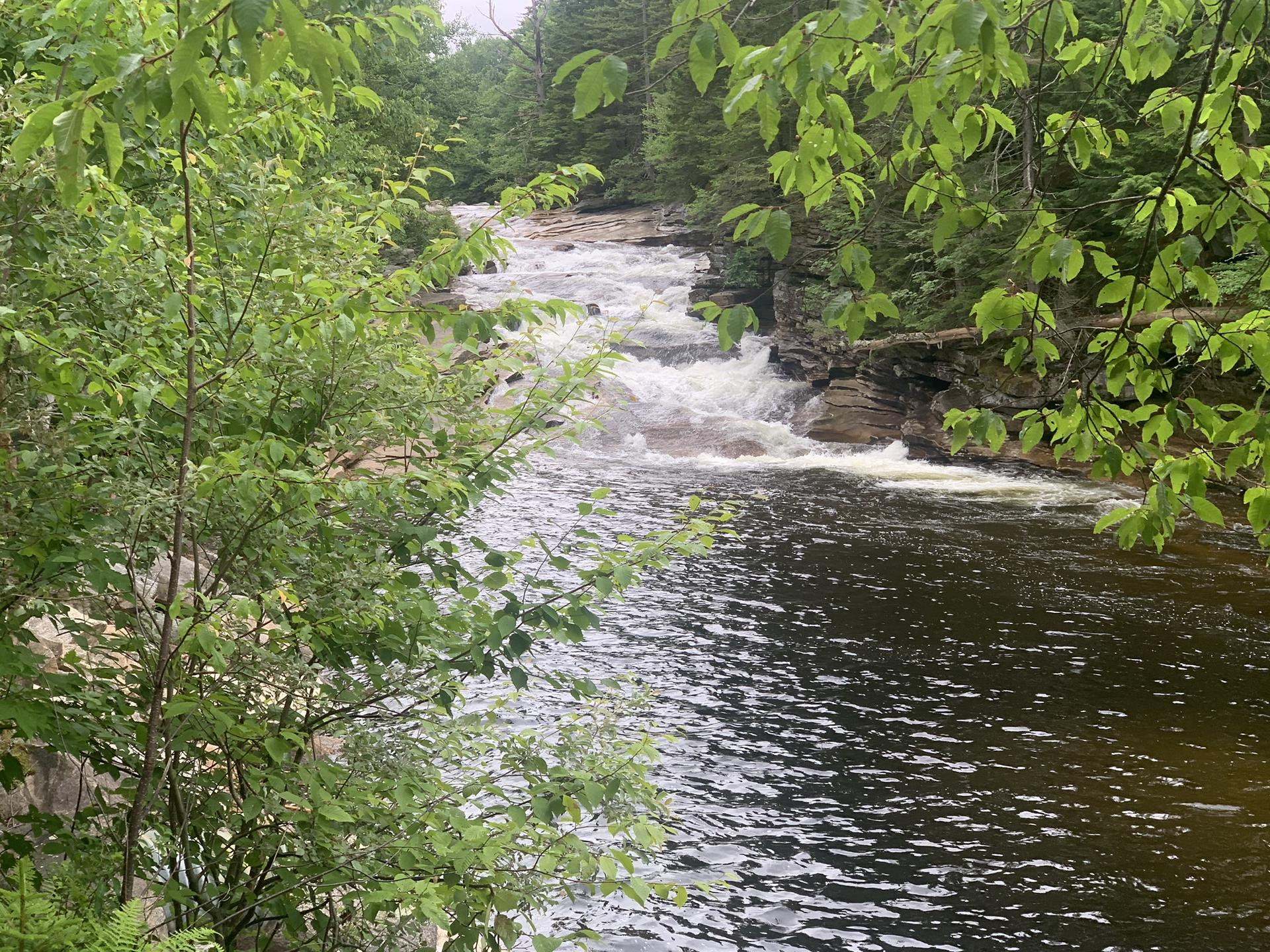 Rushing river rapids flow through a dense green forest on an overcast day.