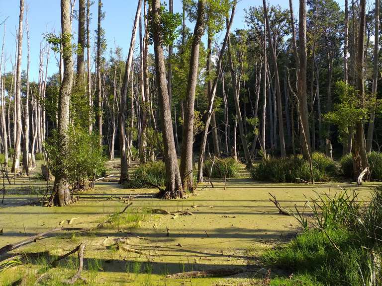 B ume im  Wasser  Moor Runde von Summt Wanderung Komoot