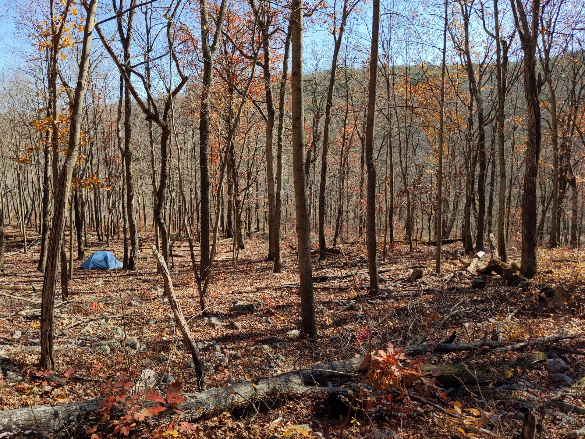 Blue tent pitched in a sparse, sunny forest with fallen leaves.