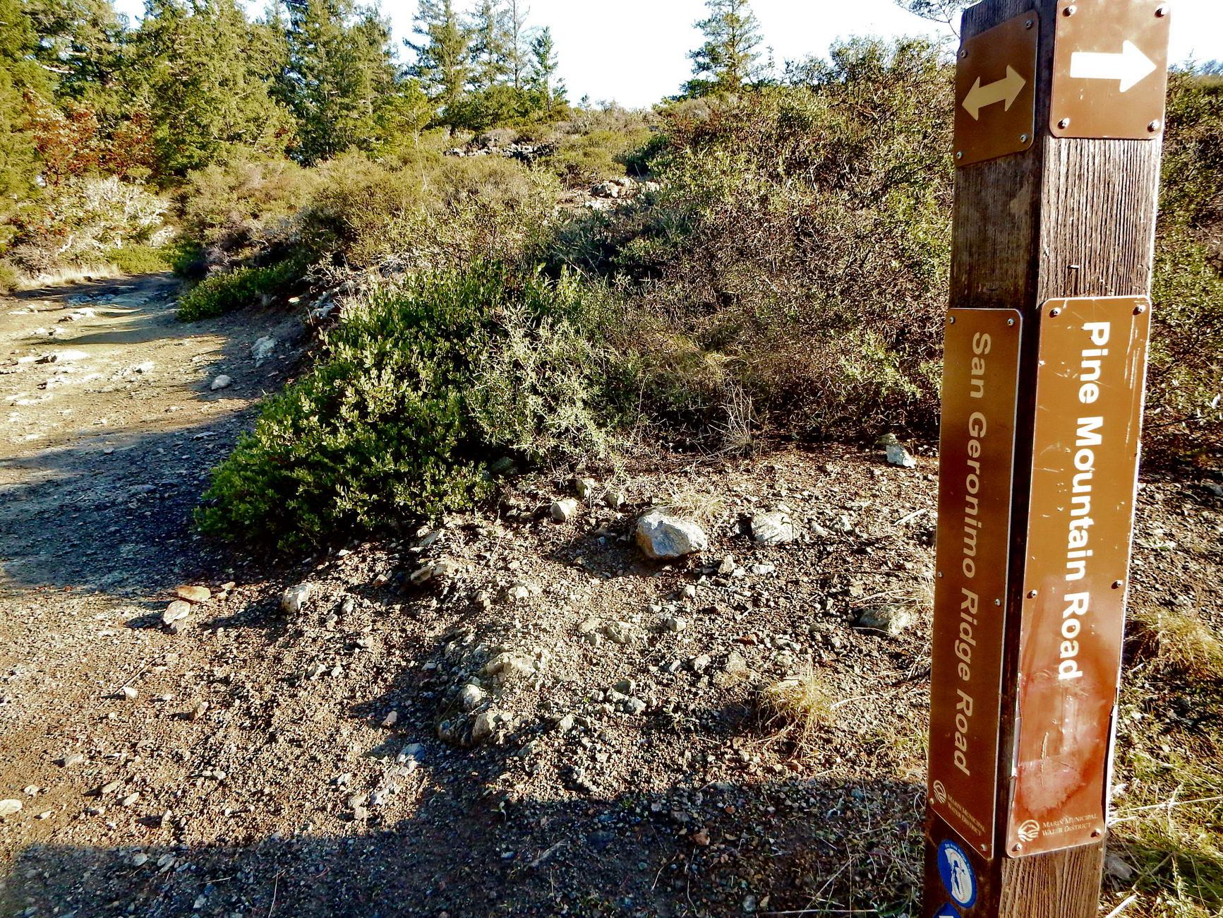 Wooden trail marker post on a dirt path surrounded by bushes.
