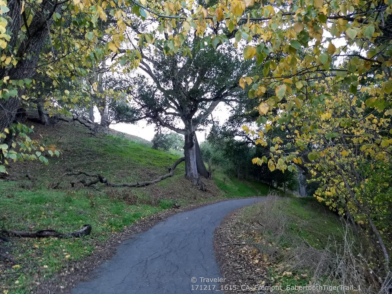 Paved path winding uphill through green and yellow trees, dappled light.