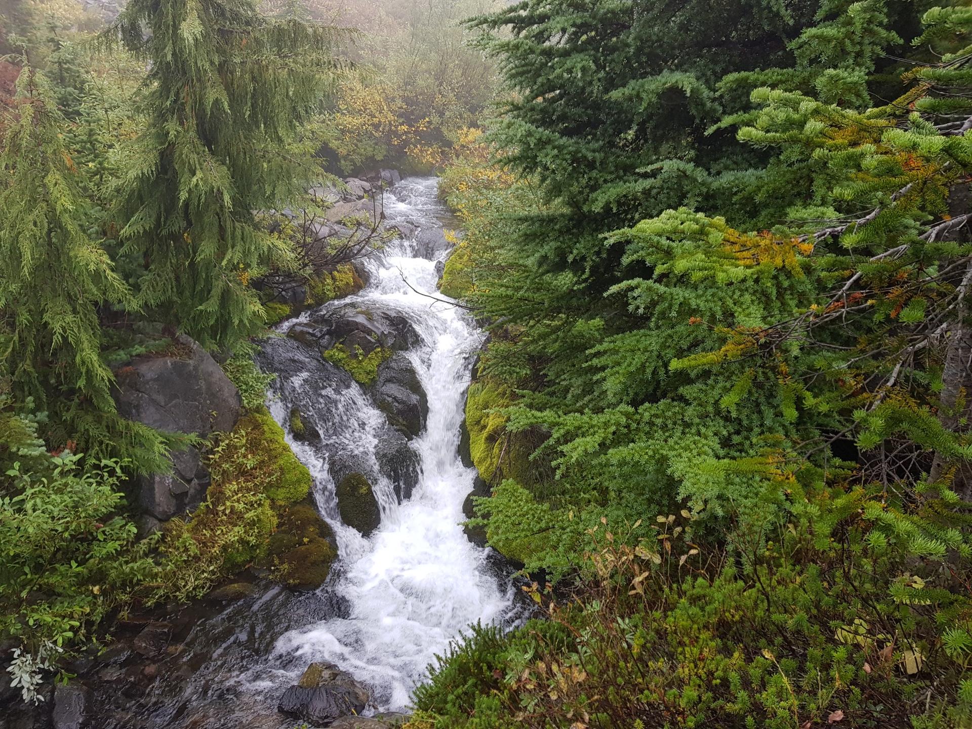Rushing waterfall cascades through a dense, misty evergreen forest with mossy rocks.