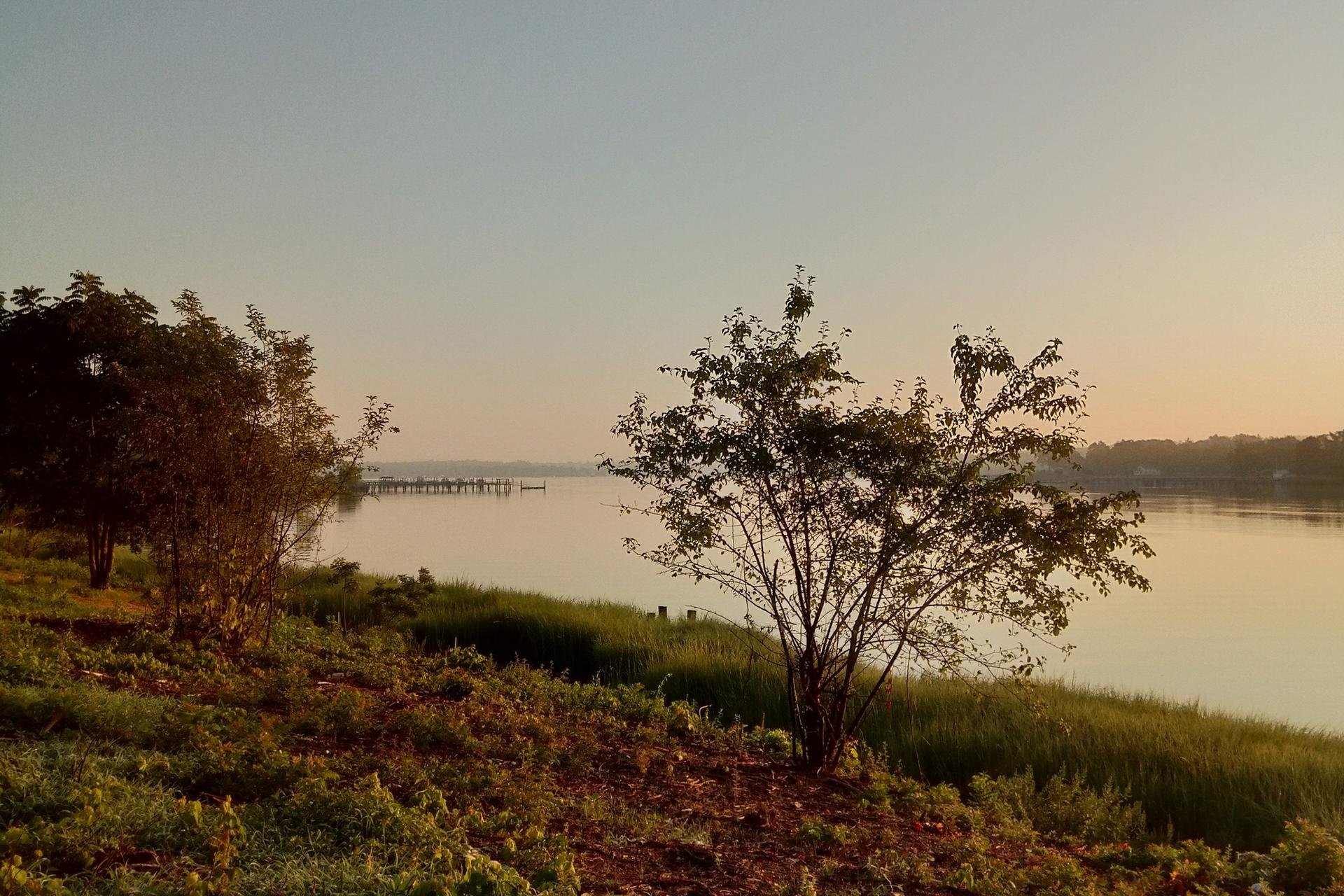 Trees on a grassy bank overlooking calm water at sunrise.