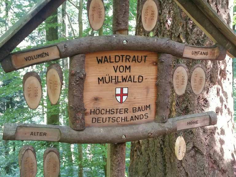 Höchster Baum Deutschlands Wanderungen und Rundwege komoot