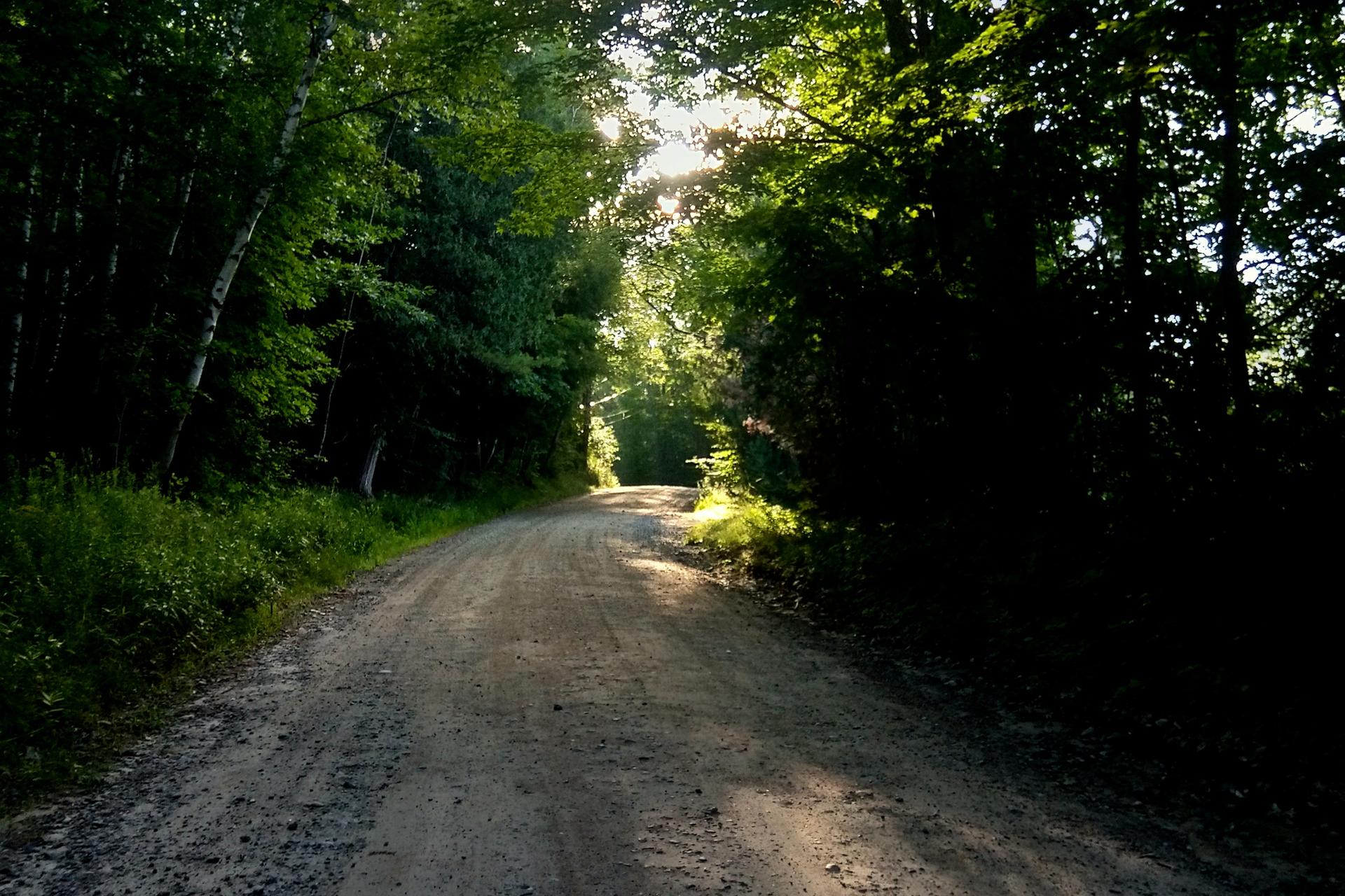 Sunlight dapples a dirt road winding through a dark, dense forest.