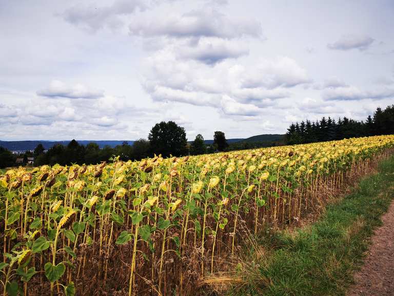 Panorama Höhenweg Linsengericht, MainKinzigKreis