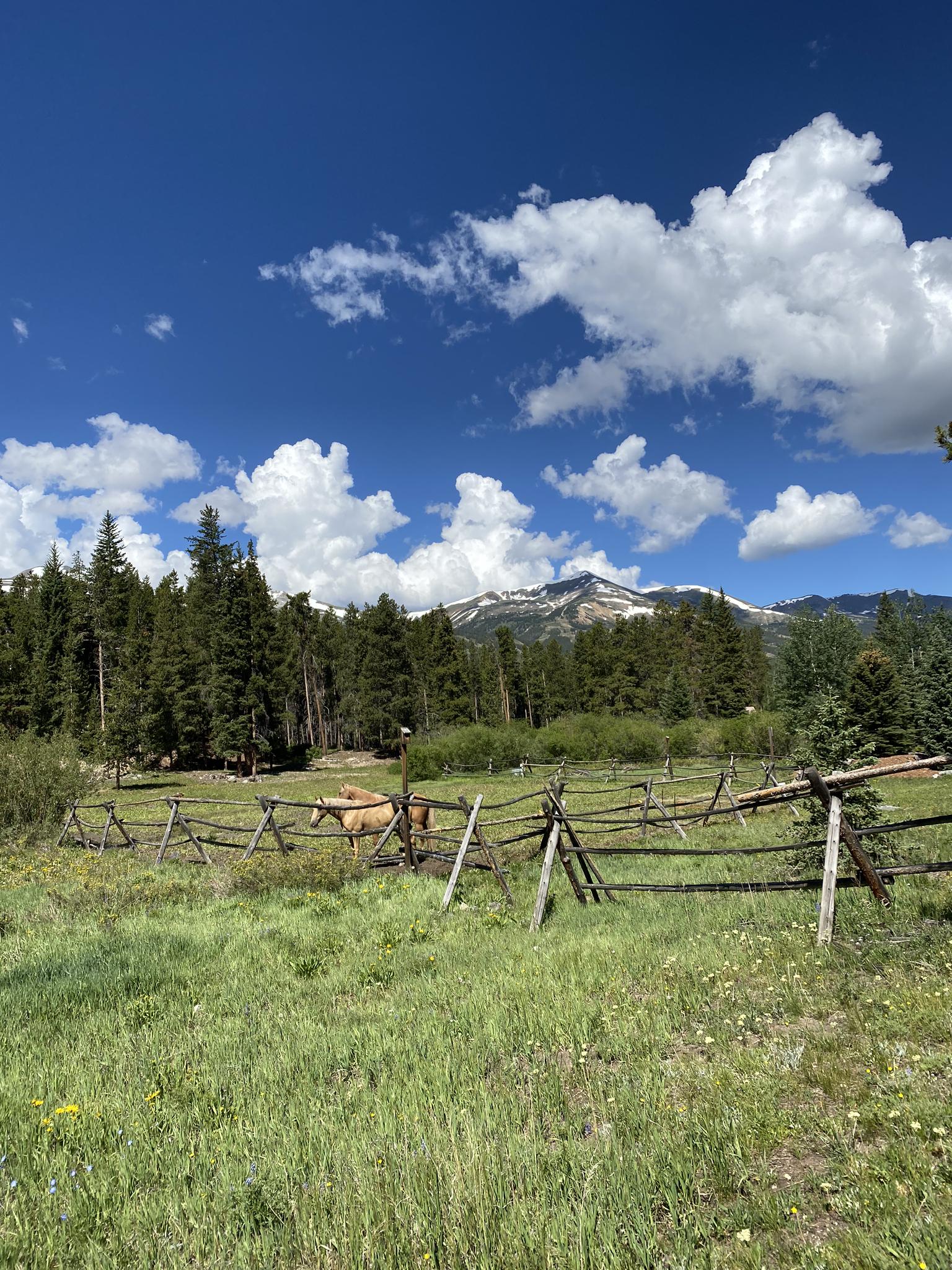Horses graze in a sunny, fenced meadow with pine forests and snowy mountains.