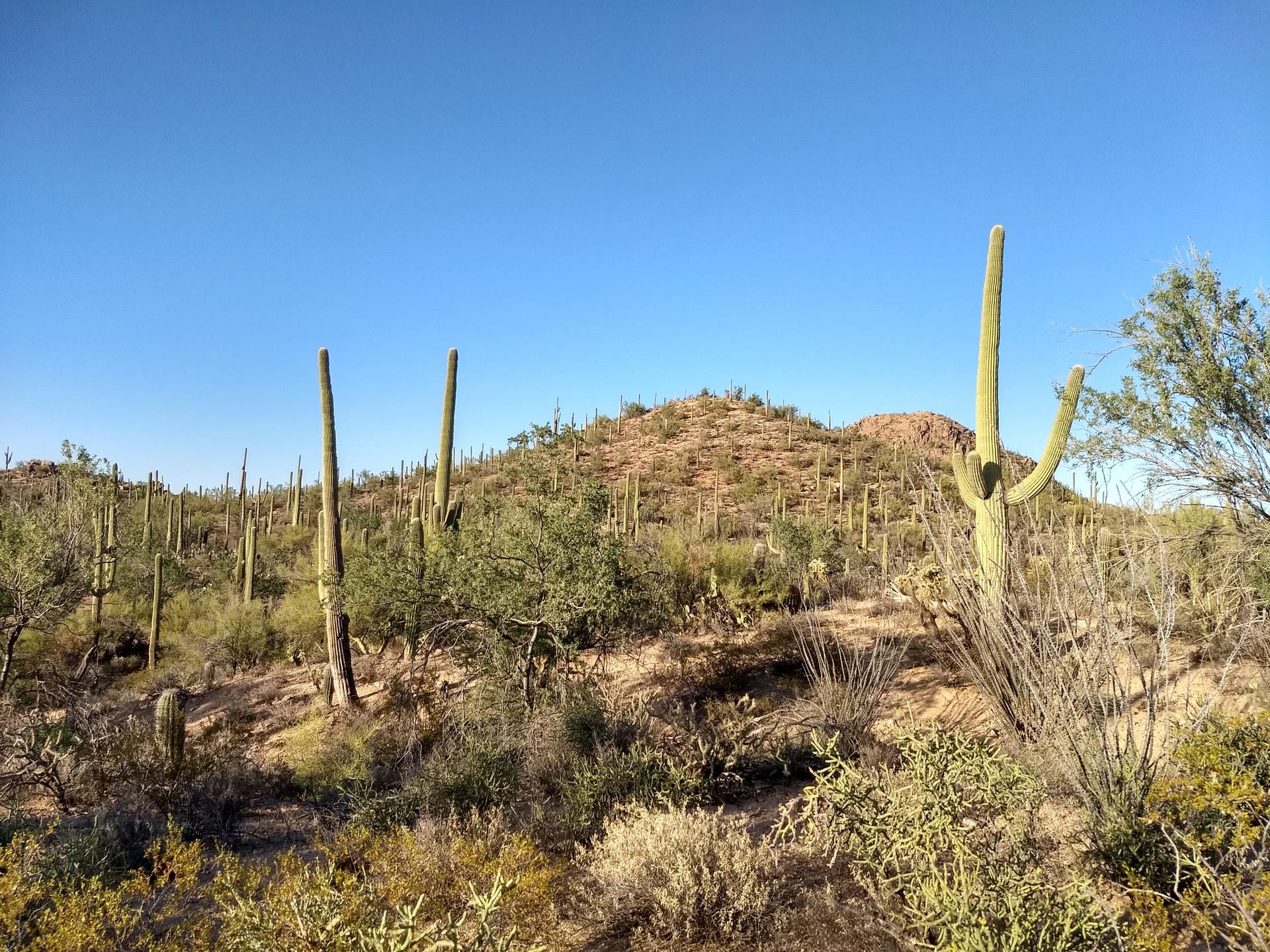 Many saguaro cacti dot a desert hill under a clear blue sky.