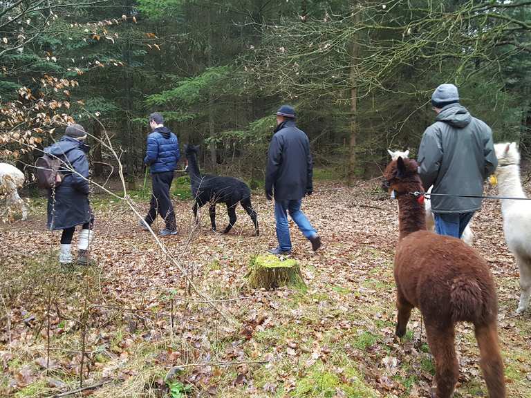 Alpaka-Kisses - Buchholz in der Nordheide, Harburg | Wandertipps