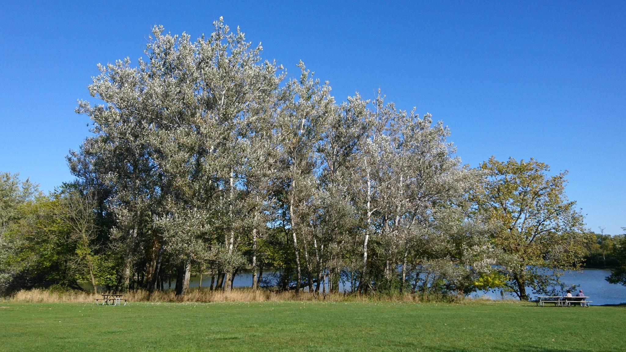 Tall trees with light green leaves beside a lake under a clear blue sky.