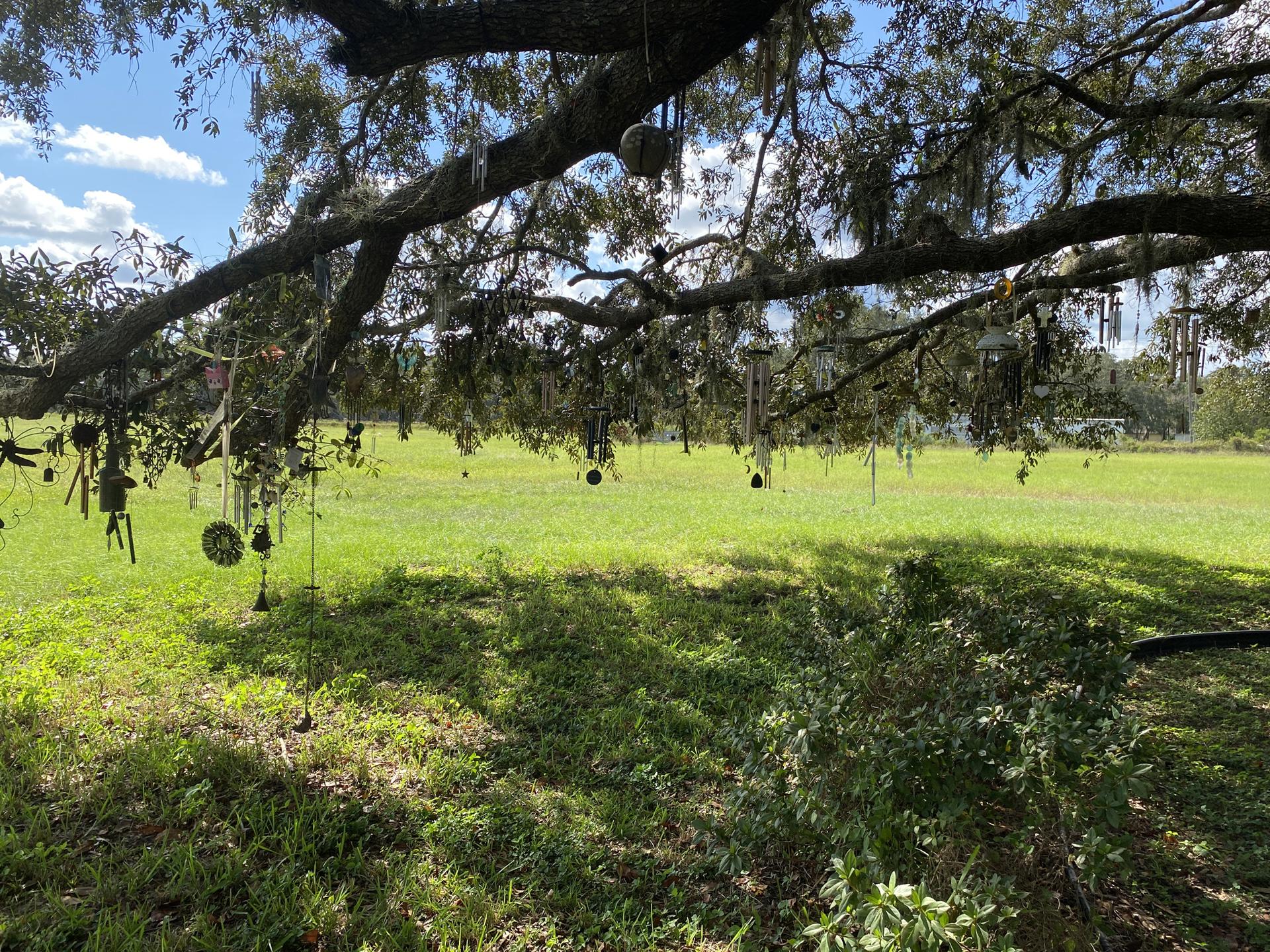 Large tree branch adorned with hanging decorations over a sunny green field.