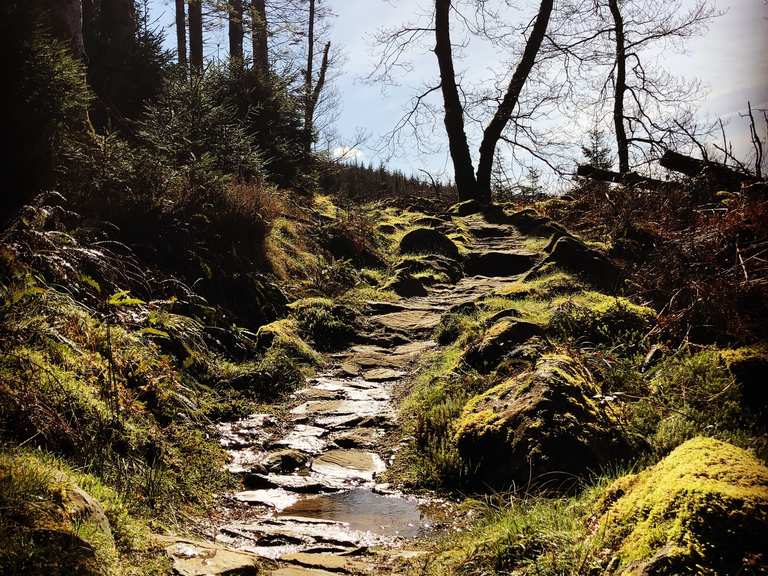 Coed y brenin online mtb