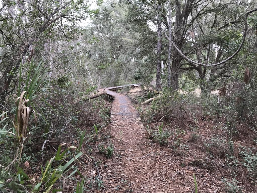 Winding wooden boardwalk through a dense, green forest with dappled light.