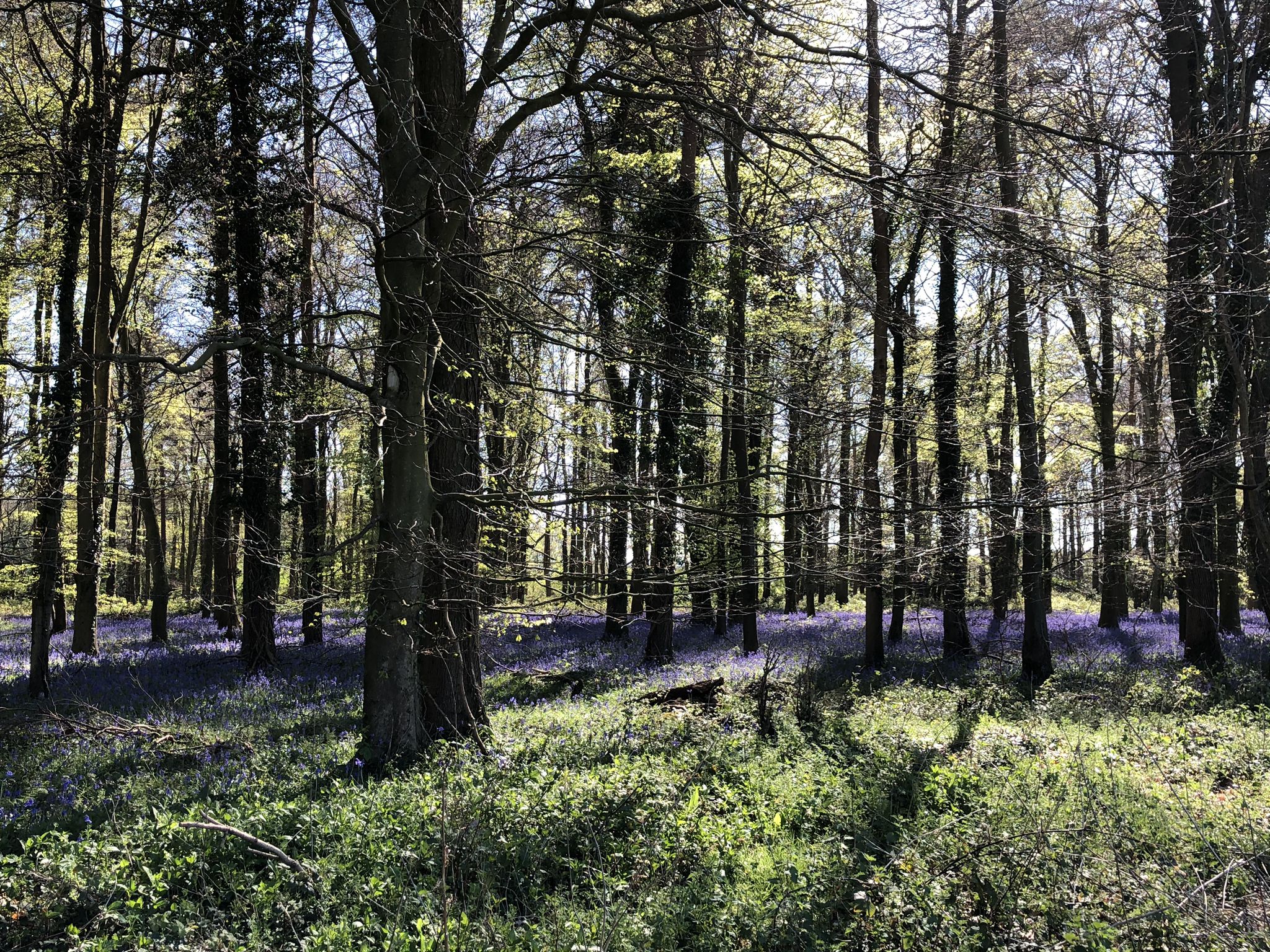 Highdown Hill, Patching and Angmering Park Estate loop — South Downs ...