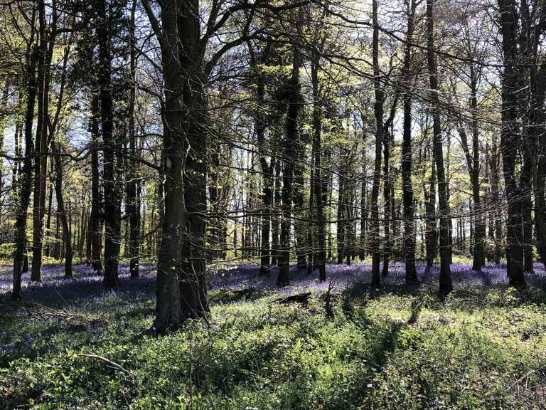Highdown Hill, Patching and Angmering Park Estate loop — South Downs ...