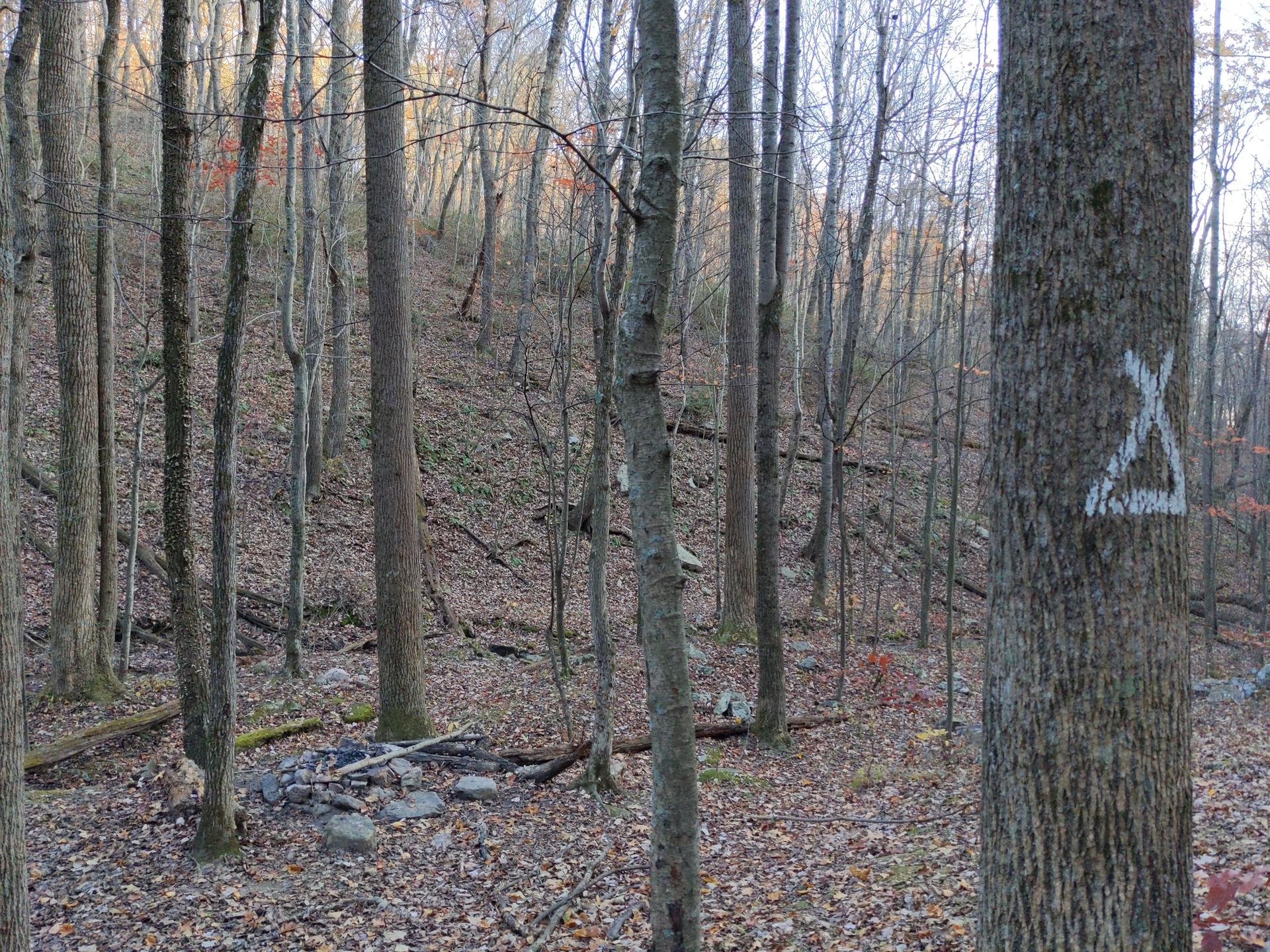 Bare trees in a dense forest with a white-marked tree and old campfire.