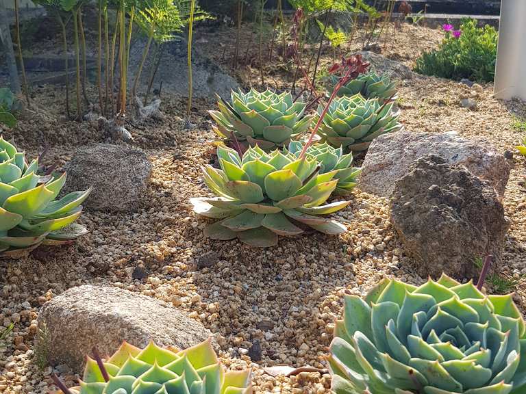 Neuer Botanischer Garten (Experimenteller Botanischer