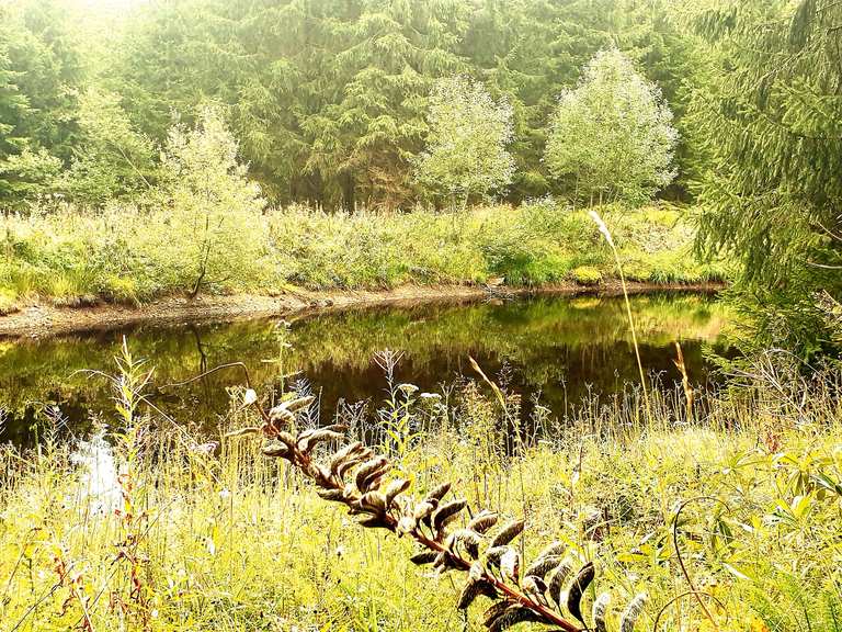 Teich im Wald Routes for Walking and Hiking Komoot