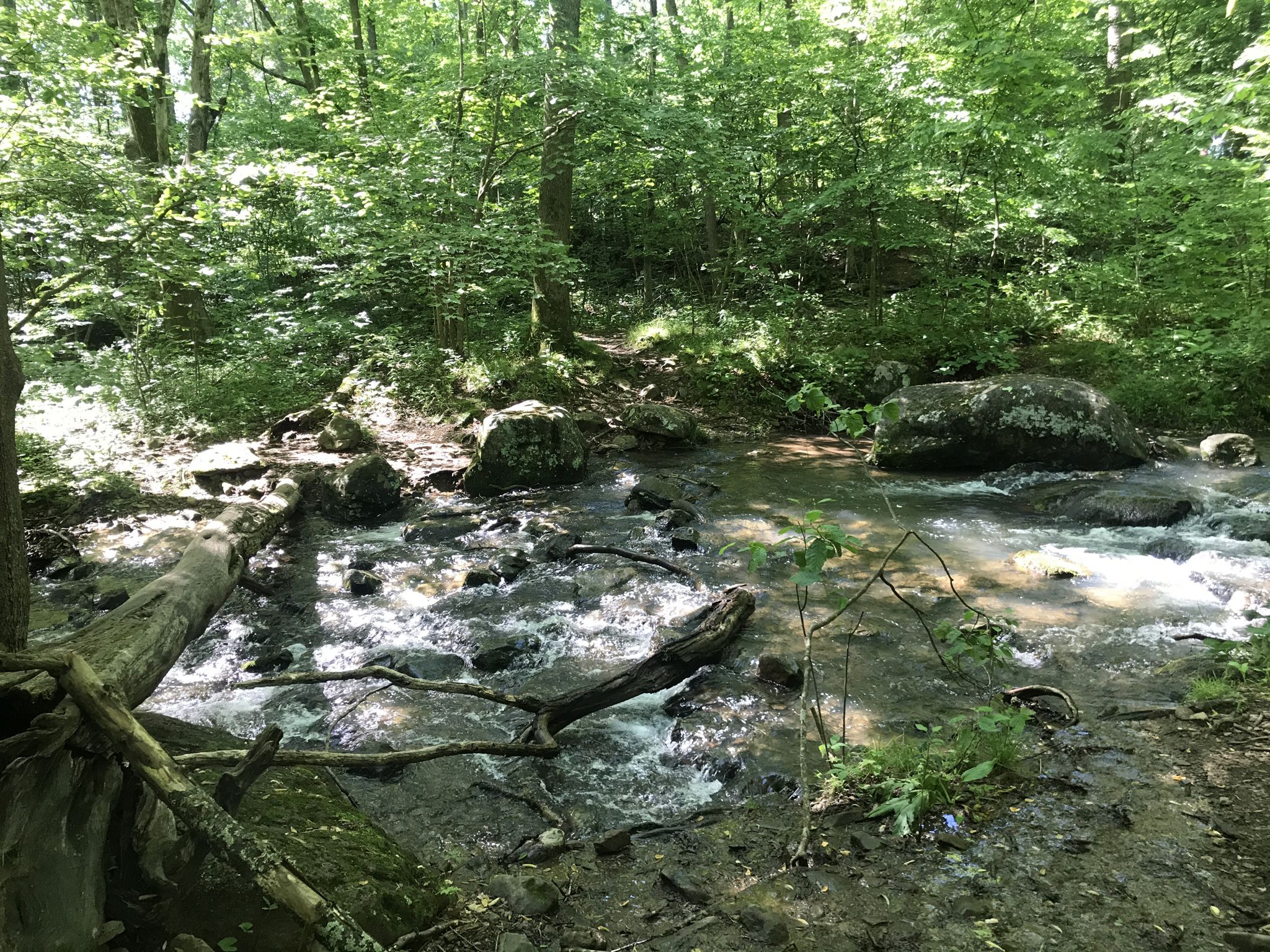 A sunlit stream flows over rocks and logs in a vibrant green forest. - Little Devils Stairs and Keyser Run Loop