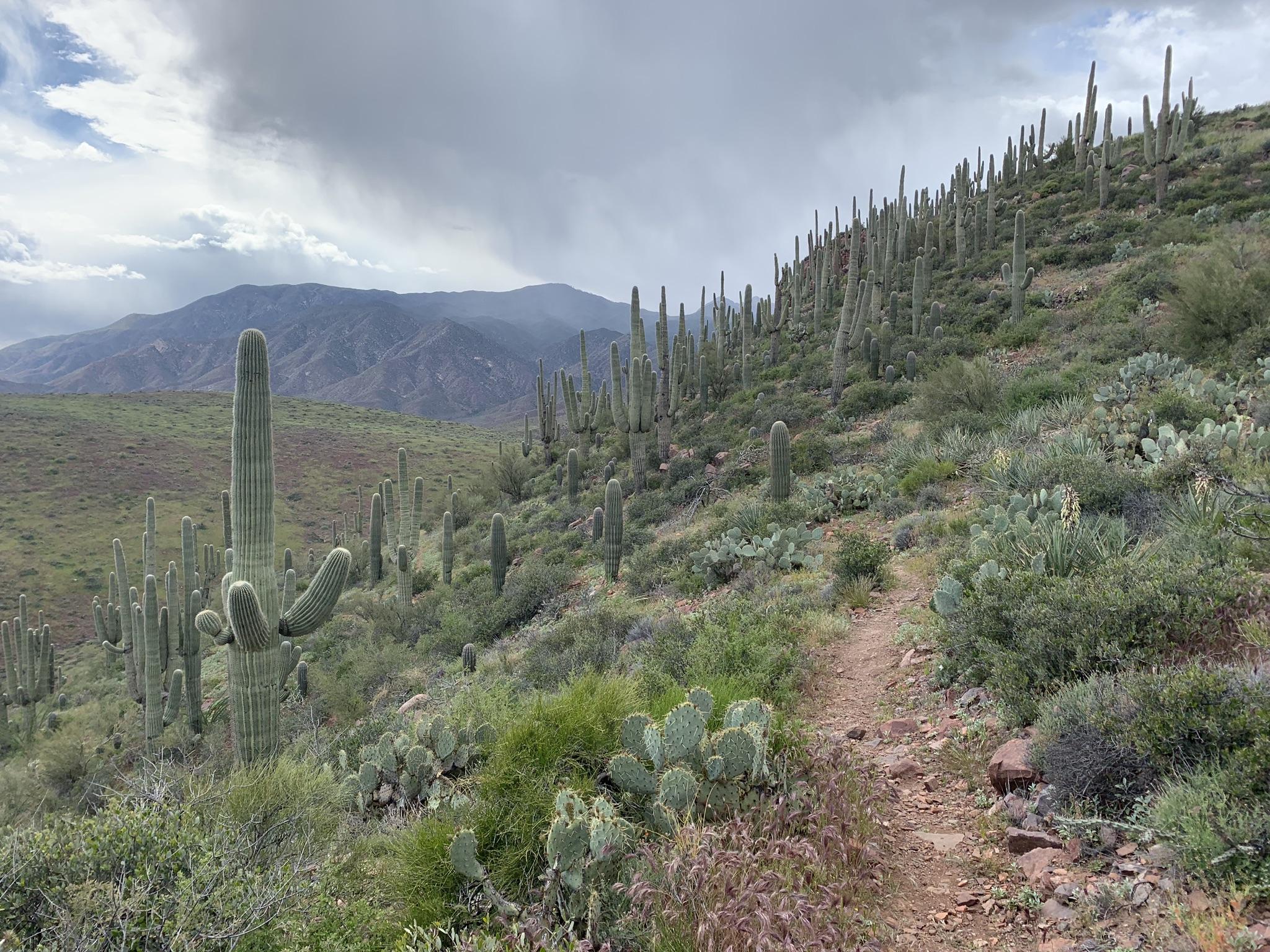 Desert trail winding through saguaro cacti on a hillside under a stormy sky.