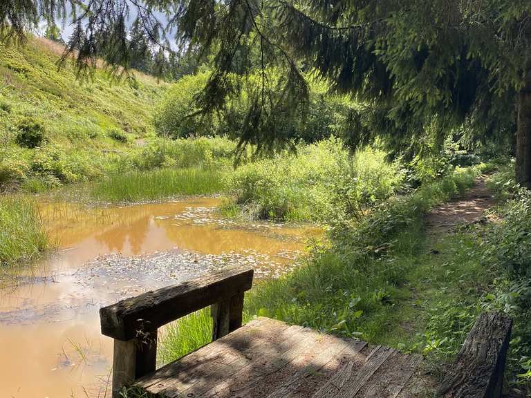 Zankwieser Teich Mountain Bike Trails & Tracks Komoot