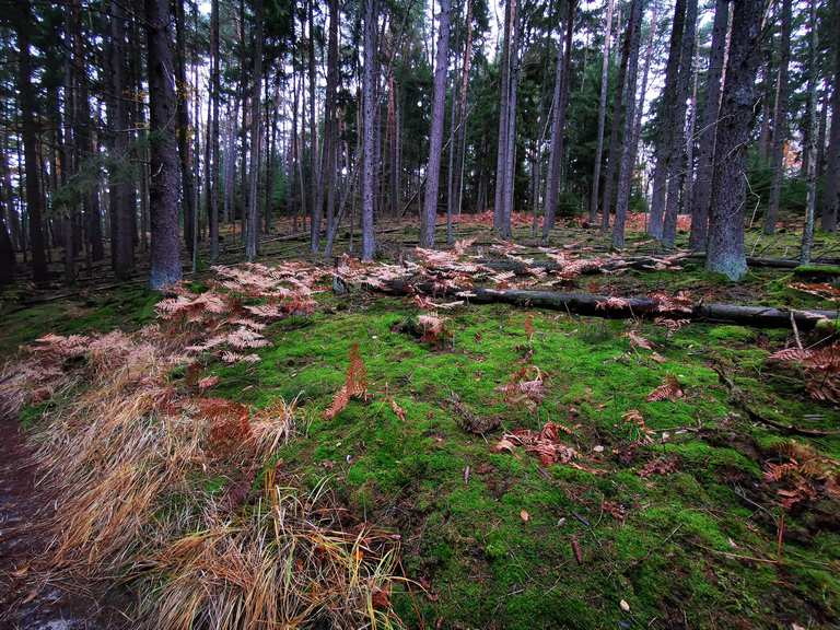 Mooswald Wanderungen und Rundwege komoot