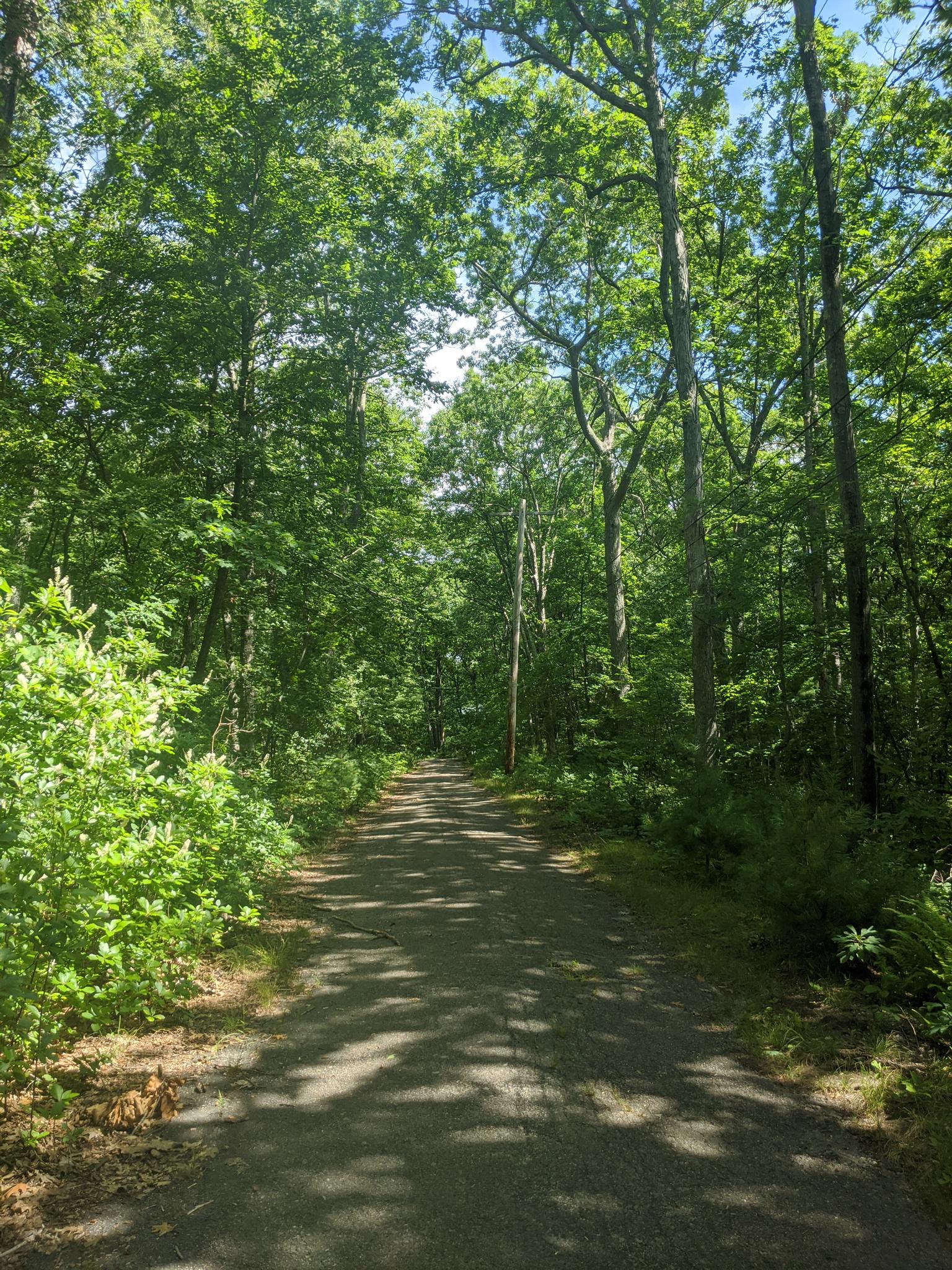 Sunny dirt path winding through a dense, green, sunlit forest.