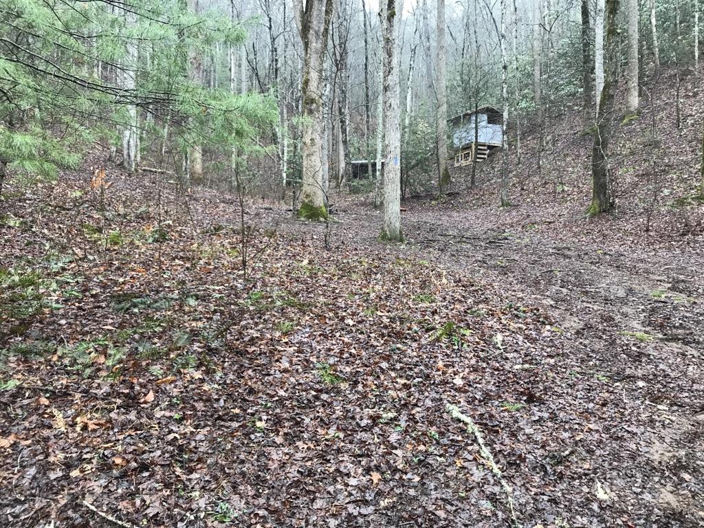 Leaf-covered forest floor with bare trees and small distant wooden structures.