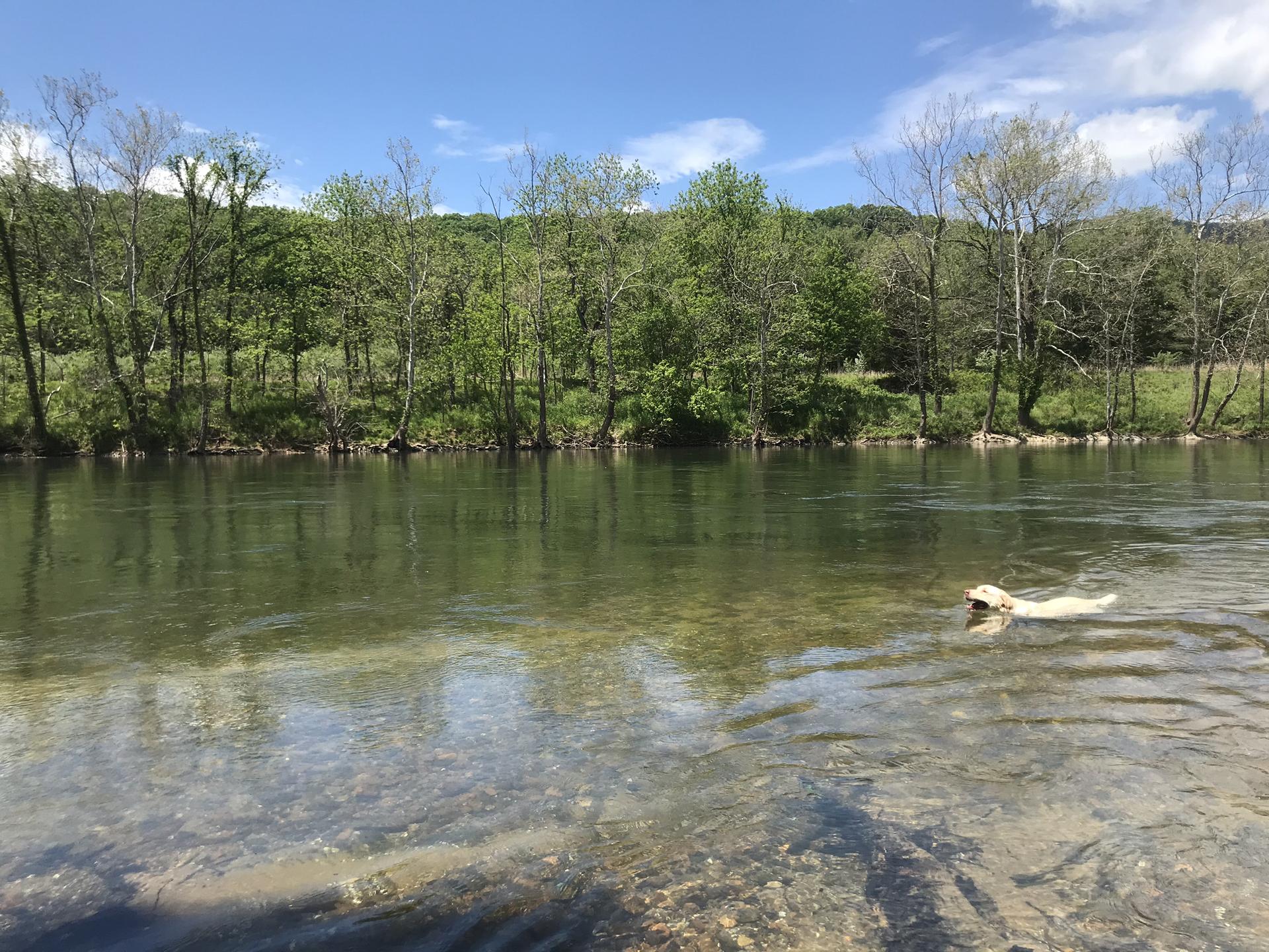 A light-colored dog swims in a clear river on a sunny day.