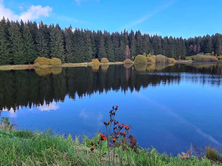 Zankwieser Teich Wanderungen und Rundwege komoot