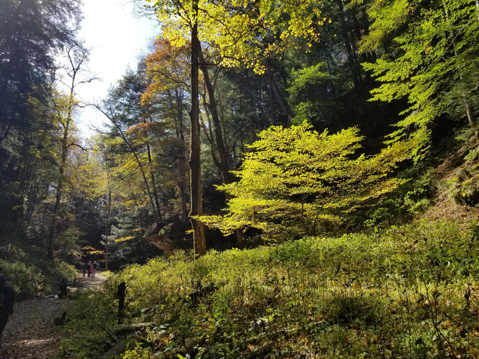 A sunlit forest scene with vibrant green and yellow foliage, and a path.