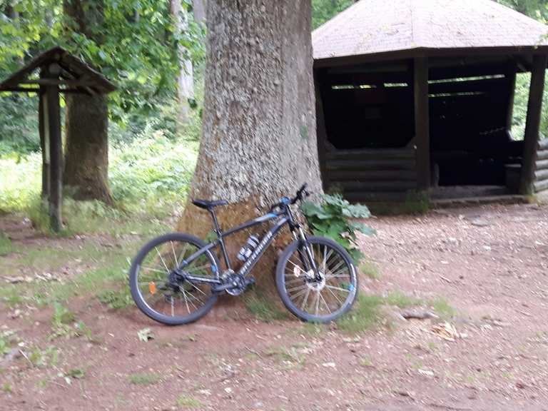 Sieben Fichten im Wald zwischen Kirkel, Wörschweiler und