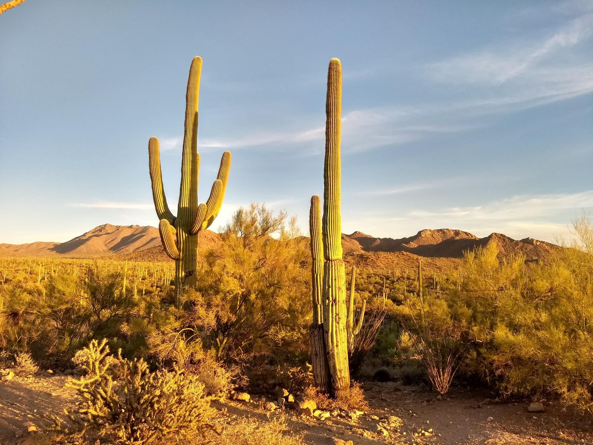 Golden hour light illuminates two tall saguaro cacti in a desert landscape.
