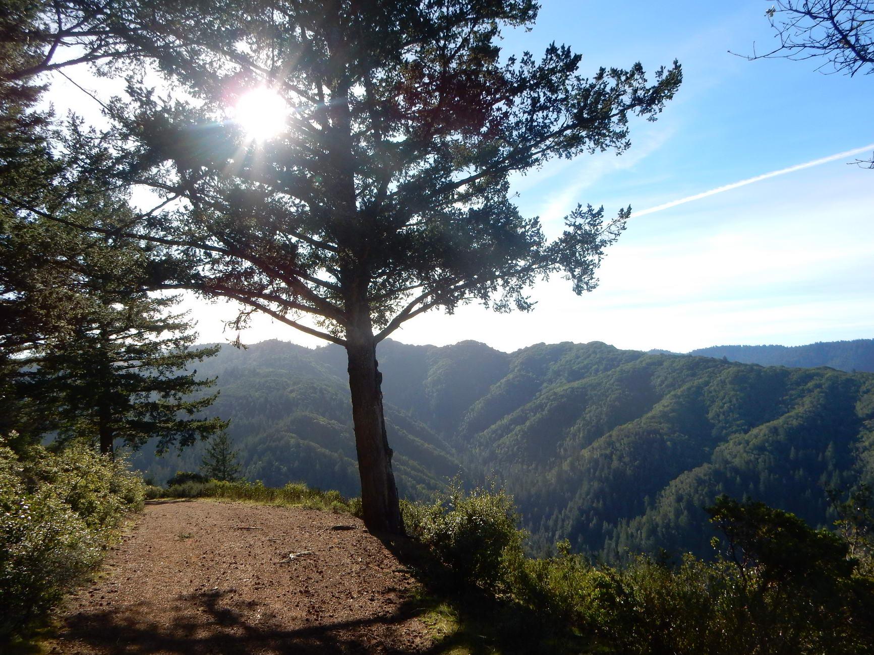Sun shines through a large tree overlooking forested mountains and a dirt path.