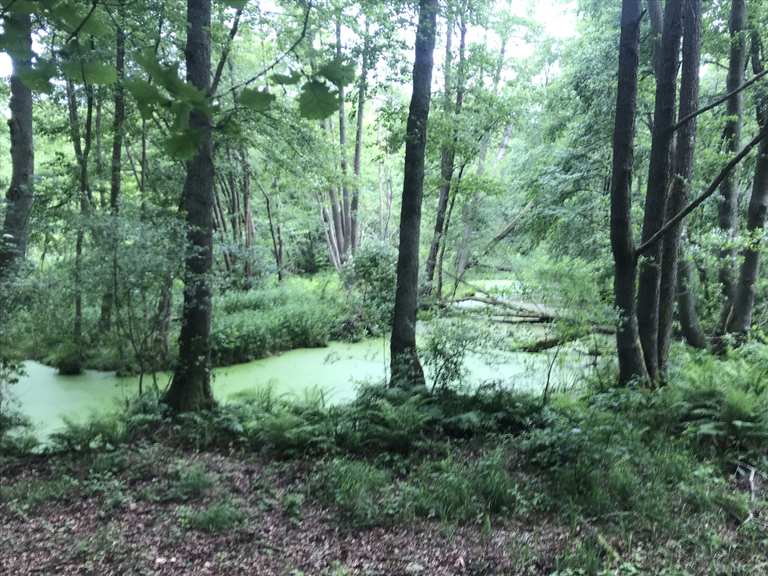 Wupatzsee – Löcknitz Loop from Erkner | hike | Komoot