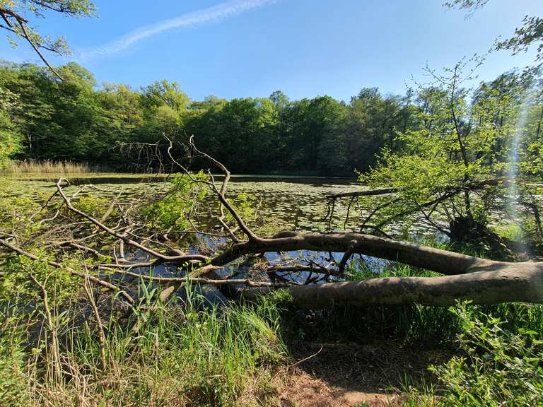 ErnstLudwigTeich Routes for Walking and Hiking Komoot